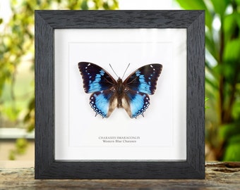 Western Blue Charaxes Butterfly in Box Frame (Charaxes smaragdalis)