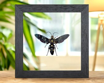 Giant Scoliid Wasp In Clear Glass Box Frame (Megascolia procer javanesis)