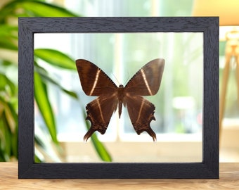 Swallowtail Moth in Clear Glass Frame (Lyssa patroclus)