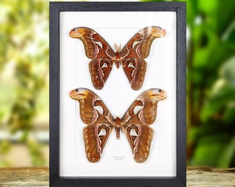 Atlas Moth Male &amp; Female Pair In Box Frame (Attacus atlas)