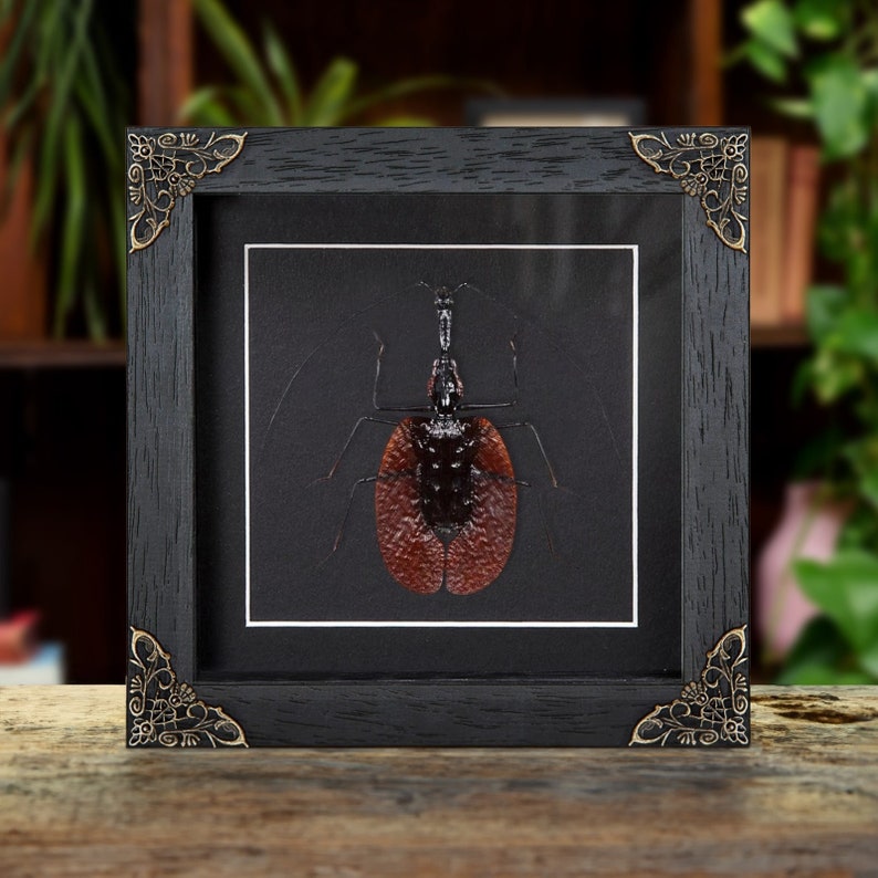 ViolIn Beetle In Baroque Style Frame (Mormolyce phyllodes) afbeelding 1