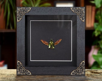 Giant Flower Beetle Male & Female Pair in Baroque Style Frame
