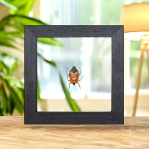 Man-faced Stink Bug In Clear Glass Box Frame (Catacanthus incarnatus)