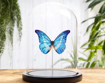 Mariposa Helena Morpho en cúpula de cristal (Morpho rhetenor helena)