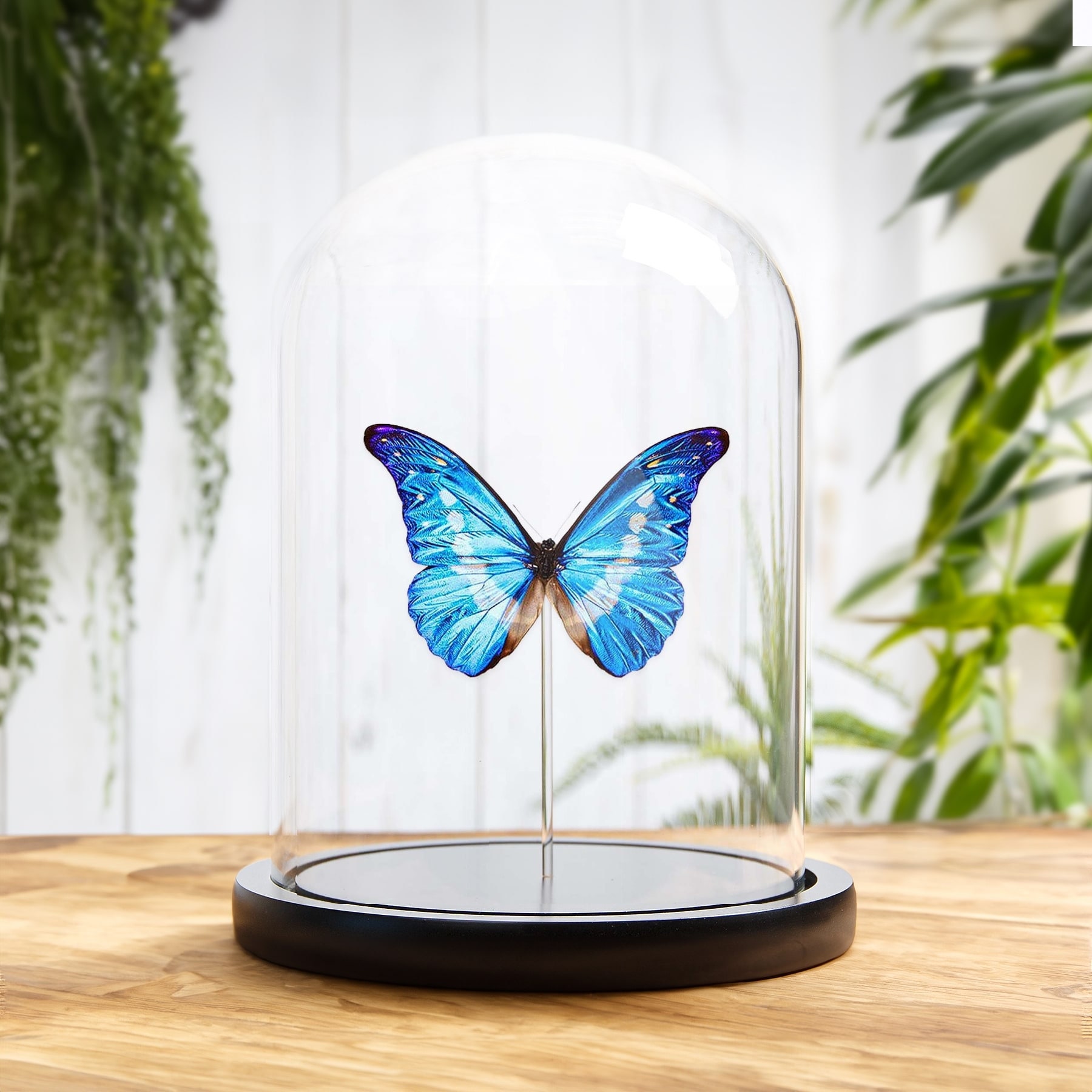 ヘレナモルフォ　139mm BicBugs Morpho helena blue white butterfly Peru