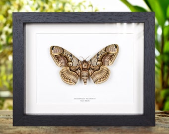 Owl Moth In Box Frame (Brahmaea hearseyi)