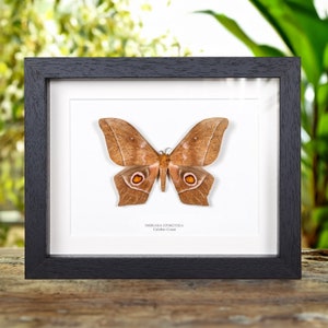 Imbrasia epimethea Moth In Box Frame From Calabar Coast