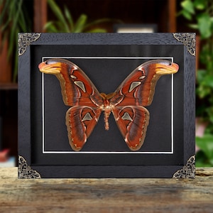 Atlas Moth In Baroque Style Frame (Attacus atlas)