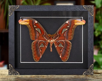 Male Atlas Moth in Baroque Style Box Frame