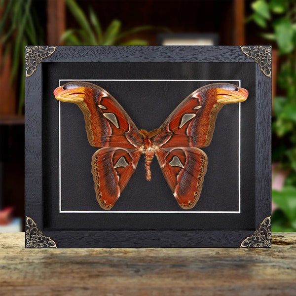 Male Atlas Moth in Baroque Style Box Frame