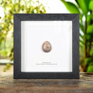 May include: A framed Theropoda SP dinosaur bone, 67-100 million years old. The bone is oval-shaped with a speckled, brown and tan pattern. The frame is black and square, set against a white background.