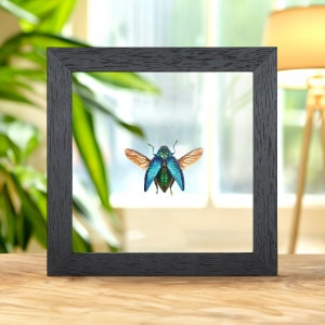 Malagasy Jewel Beetle In Clear Glass Box Frame (Polybothris sumptuosa)
