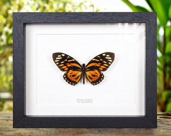 La mariposa tigre en marco de caja (Papilio zagreus)