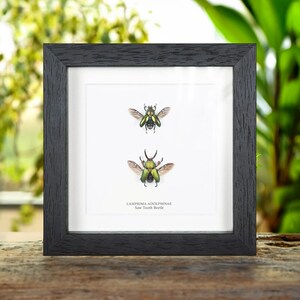 Male &amp; Female Saw Tooth Beetle  Pair in Box Frame (Lamprima adolphinae)