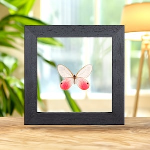 The Blushing Phantom Butterfly in Clear Glass Frame (Cithaerias pireta)