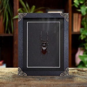 Fork-horned Stag Beetle In Baroque Style Frame (Hexarthrius mandibularis)