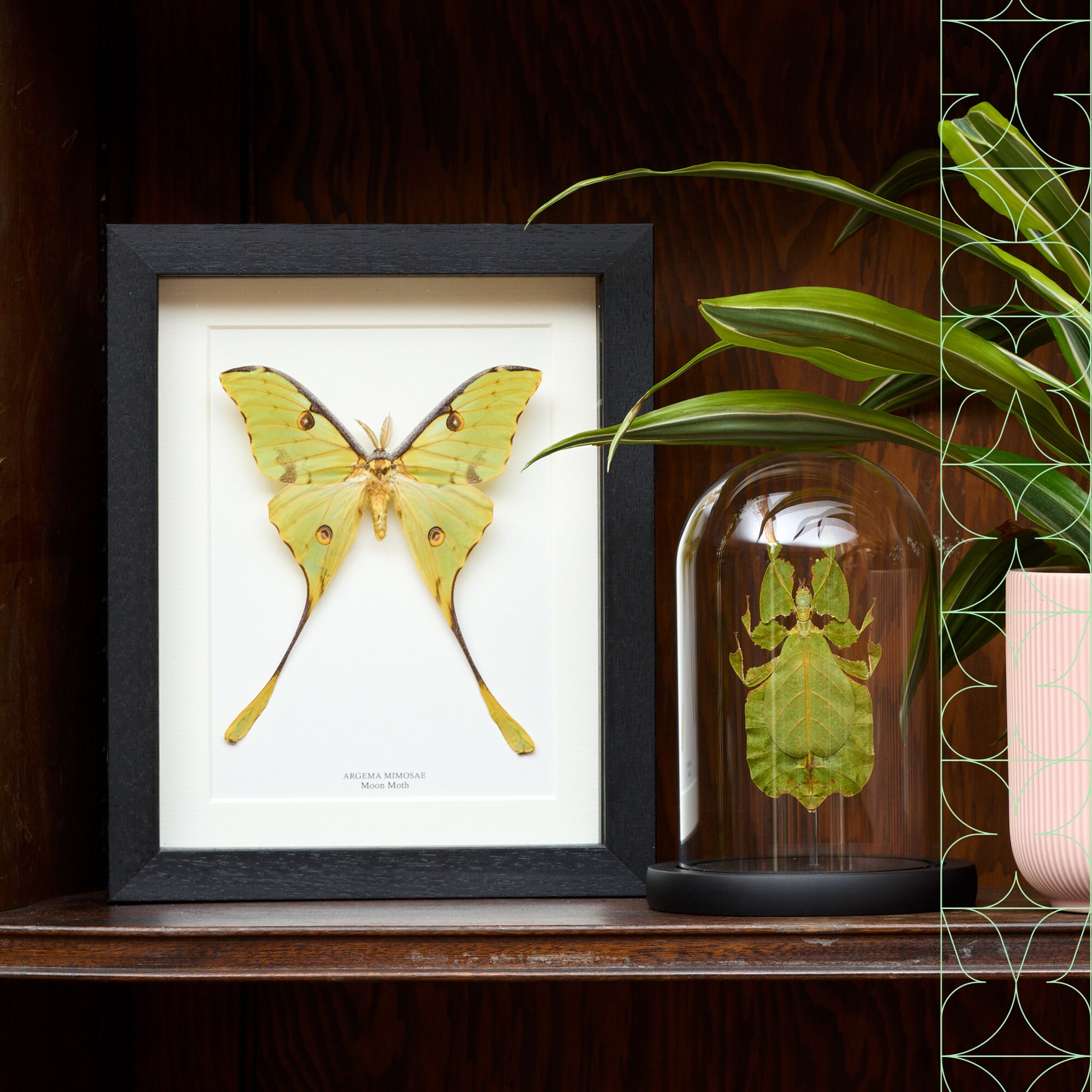 TAXIBUGS Real Exotic Leaf Insect Transparent Wings - Taxidermy