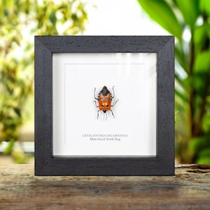 Man-faced Stink Bug In Box Frame (Catacanthus incarnatus)
