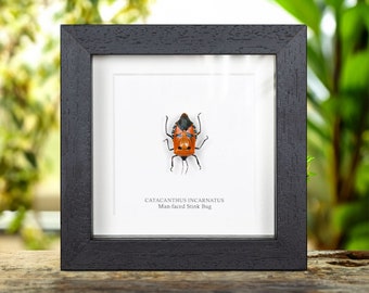 Man-faced Stink Bug in Box Frame (Catacanthus incarnatus)