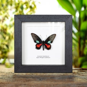 Spear-Winged Cattleheart Butterfly In Box Frame (Parides neophilus)