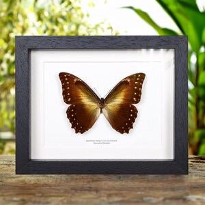 Hercules Morpho Butterfly in Handmade Wooden Box Frame