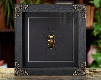 1 A-1 Mesotopus Tarandus 48mm Cameroon Male Lucanid Stag Beetle