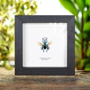 Blue Weevil in Box Frame (Eupholus linnei)