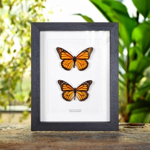 Monarch Butterfly Male & Female Pair in Box Frame (Danaus plexippus)