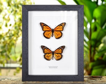 Monarch Butterfly Male & Female Pair in Box Frame (Danaus plexippus)