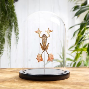 HarlequIn Tree Frog In Glass Dome (Rhacophorus pardalis)