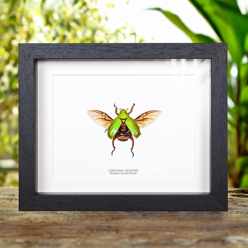 Puede incluir: Un escarabajo verde y marr&oacute;n enmarcado con las alas extendidas, etiquetado como "CHRYSINA ADOLPHI, Rudeline Scarab Beetle".