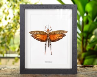 Giant Grasshopper In Box Frame (Tropidacris dux)