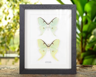 Puede incluir: Una exhibición enmarcada de dos polillas Luna, una verde claro y otra amarillo pálido, con el texto "Actias Luna The Luna Moth" debajo.