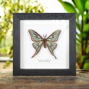 Male Spanish Moon Moth in Box Frame (Graellsia isabellae)