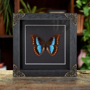 Female Orange-spotted Prepona In Baroque Style Frame (Prepona deiphile brooksiana)