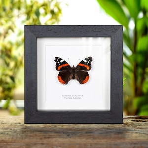 The Red Admiral in Box Frame (Vanessa atalanta)