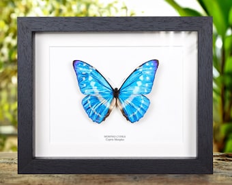 Morpho Cypris Peru (PE) - BIG Unmounted Tropical Specimen