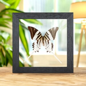 Giant Swordtail Butterfly In Clear Glass Box Frame (Graphium androcles)