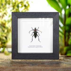 Round-necked Long-horn Beetle In Box Frame (Pachyteria virescens)