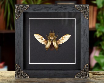 Giant Flower Beetle Male & Female Pair in Baroque Style Frame