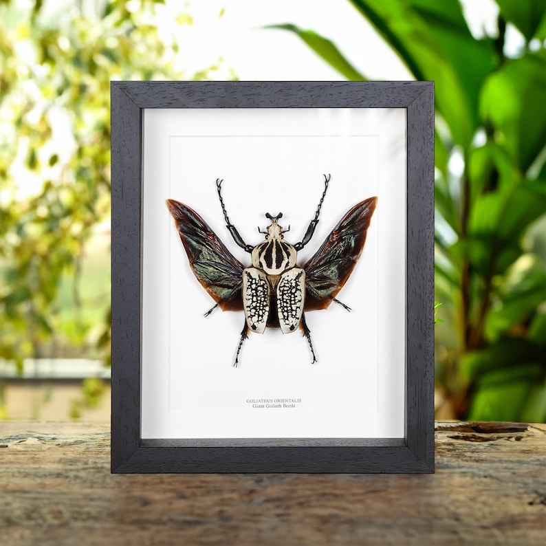 Giant Goliath Beetle in Box Frame (Goliathus orientalis)