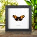 see more listings in the Butterfly Frames section