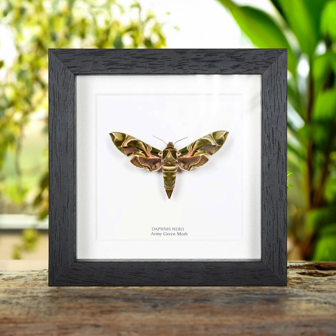 Moth In Frame Army Green Moth in Box Frame (daphnis Nerii) - Etsy