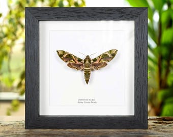 Army Green Moth In Box Frame (Daphnis nerii)