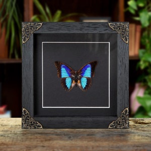Shaded-blue Leafwing in Baroque Style Frame (Prepona Laertes octavia)