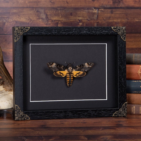 XL Death's Head Hawk Moth in Baroque Style Box Frame