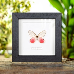 The Blushing Phantom Butterfly in Box Frame (Cithaerias pireta)