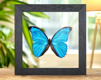 Menelaus Blue Morpho Butterfly in Clear Glass Frame (Morpho menelaus)