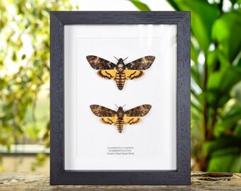 Atropos vs. Styx Death's Head Hawk Moths Frame