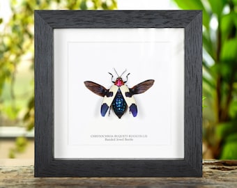 Banded Jewel Beetle In Box Frame (Chrysochroa buqueti rugicollis)